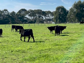 12 x Certified Organic Angus Heifers 10 months old