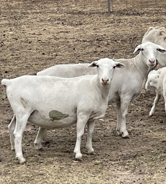 White dorper ewes, station mated with aussie white ram 