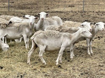 White dorper ewes, station mated with aussie white ram 