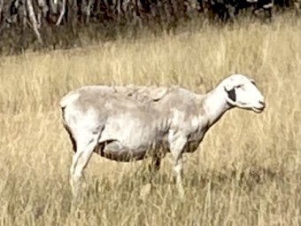White dorper ewes, station mated with aussie white ram 