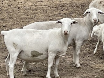 White dorper ewes, station mated with aussie white ram 