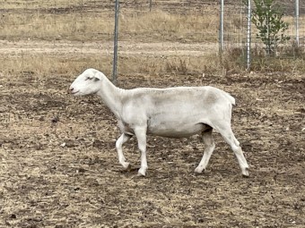 White dorper ewes, station mated with aussie white ram 