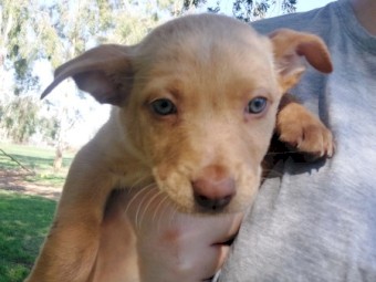Female Kelpie Puppy