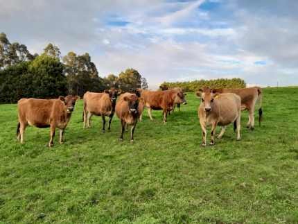 Pure bred Jersey heifers.