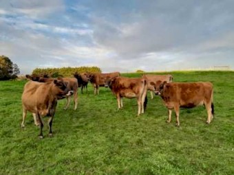 Pure bred Jersey heifers.