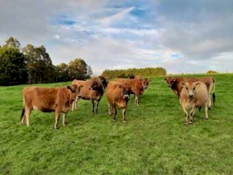 Pure bred Jersey heifers.