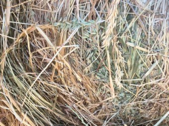 Oaten hay rolls