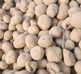 Cattle feed Potatoes