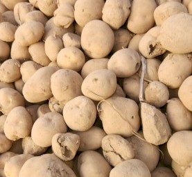 Cattle feed Potatoes