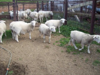 Dorper Sheep x 20