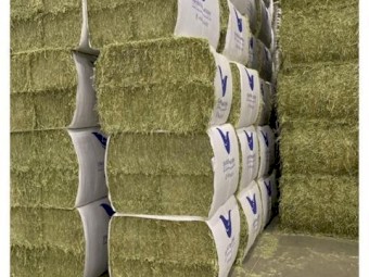 Horse Quality Large Square Hay Bales.