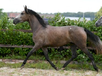 “Activ” 5 Yr old 16.1hh Grey PRE Mare! Exclusively available .