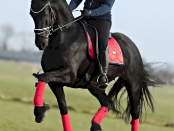 “Alex” 5 Yr old 38.5 Inches Black Friesian Gelding!