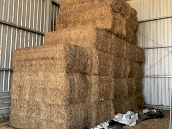 2023 Vetch Hay