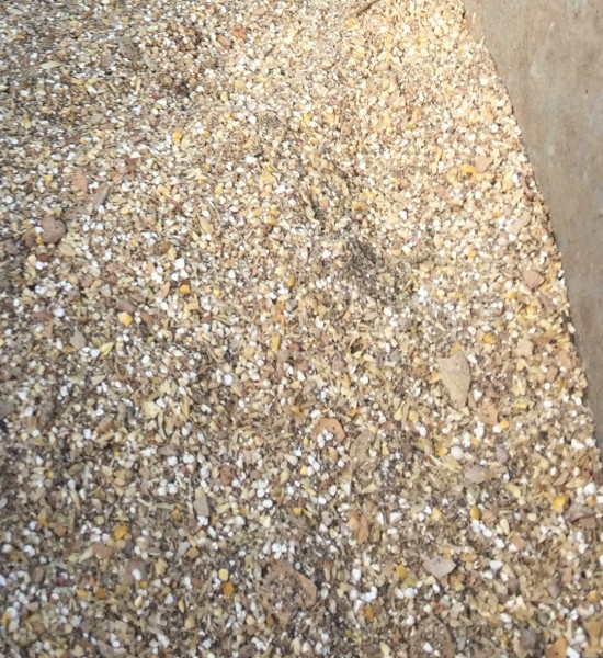 Beef Finisher - Grain/Mash Formulation