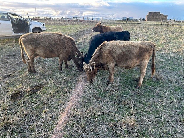 Lowline / Dexter X Cattle