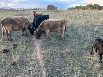 Lowline / Dexter X Cattle