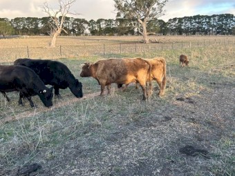 Lowline / Dexter X Cattle