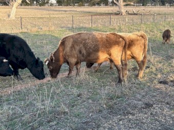 Lowline / Dexter X Cattle