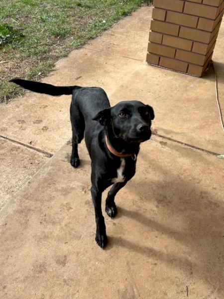 Black 2yr old kelpie Bitch