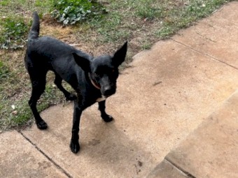 Black 2yr old kelpie Bitch