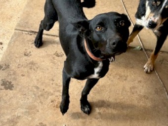 Black 2yr old kelpie Bitch