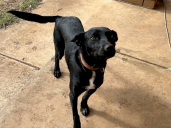 Black 2yr old kelpie Bitch