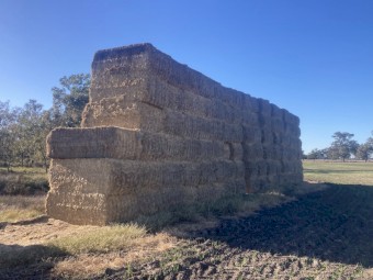 APW Wheat Header Tailings