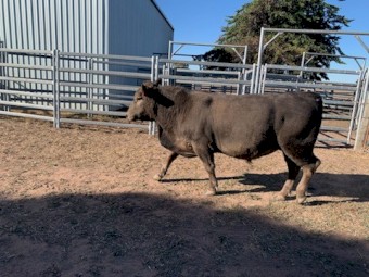 SquareMeater bull 25 months old