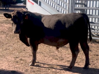 SquareMeater bull 25 months old