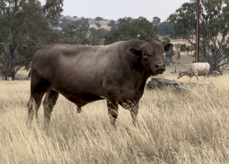 Sampson Murray Grey Bull