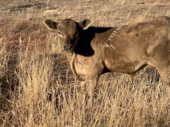 Sampson Murray Grey Bull