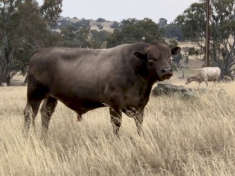 Sampson Murray Grey Bull