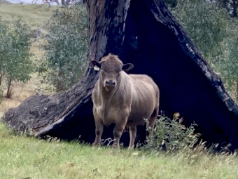 Sampson Murray Grey Bull