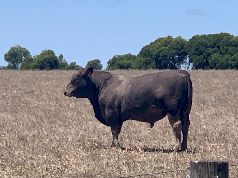 SquareMeater bull 25 months old