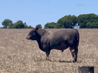 SquareMeater bull 25 months old