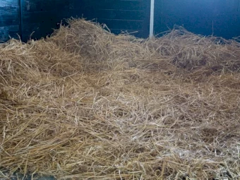 WANTED High Quality Wheaton Straw 5000+ Small Square Bales