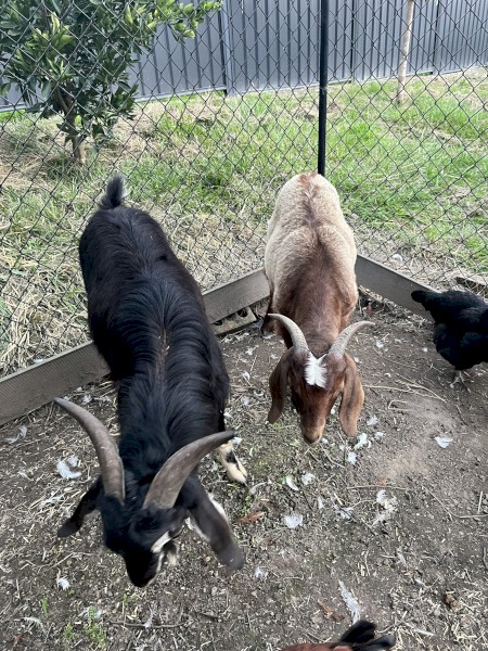 Pair of male and female goats