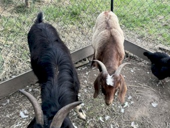 Pair of male and female goats