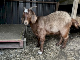Pair of male and female goats