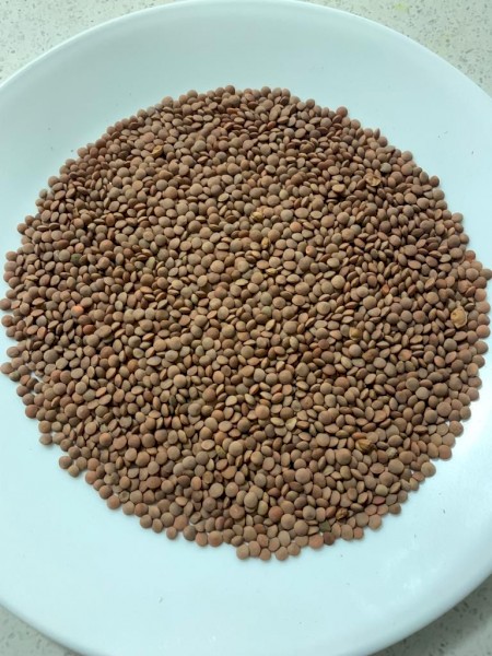 WANTED 500mt Nipper Lentils