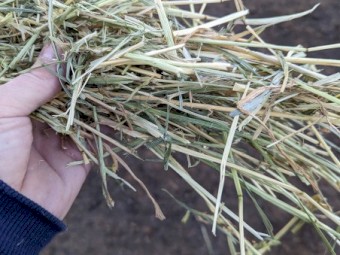 Lucerne and Ryegrass Hay