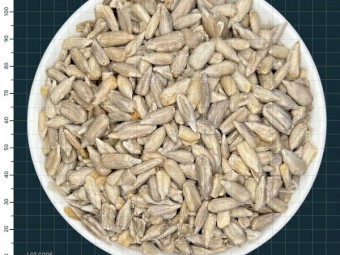 Chinese Sunflower Seed Confectionary Grade - Past Before Before and some signs of warehouse infestation