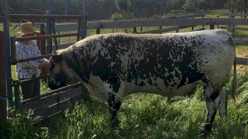 3yo Speckled Park Bull