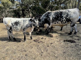 3yo Speckled Park Bull