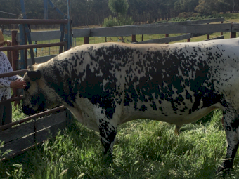3yo Speckled Park Bull