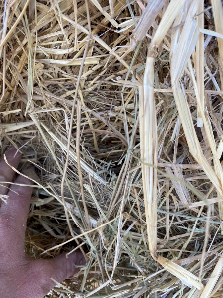 60 x Pasture Hay Rolls