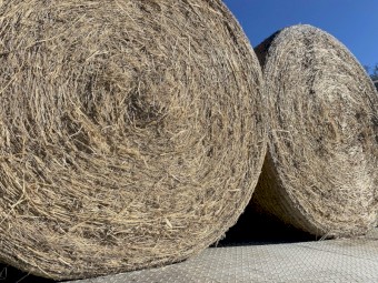 60 x Pasture Hay Rolls