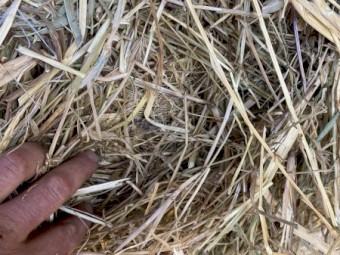 60 x Pasture Hay Rolls
