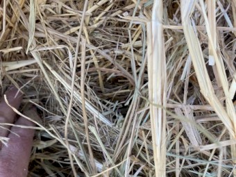 60 x Pasture Hay Rolls